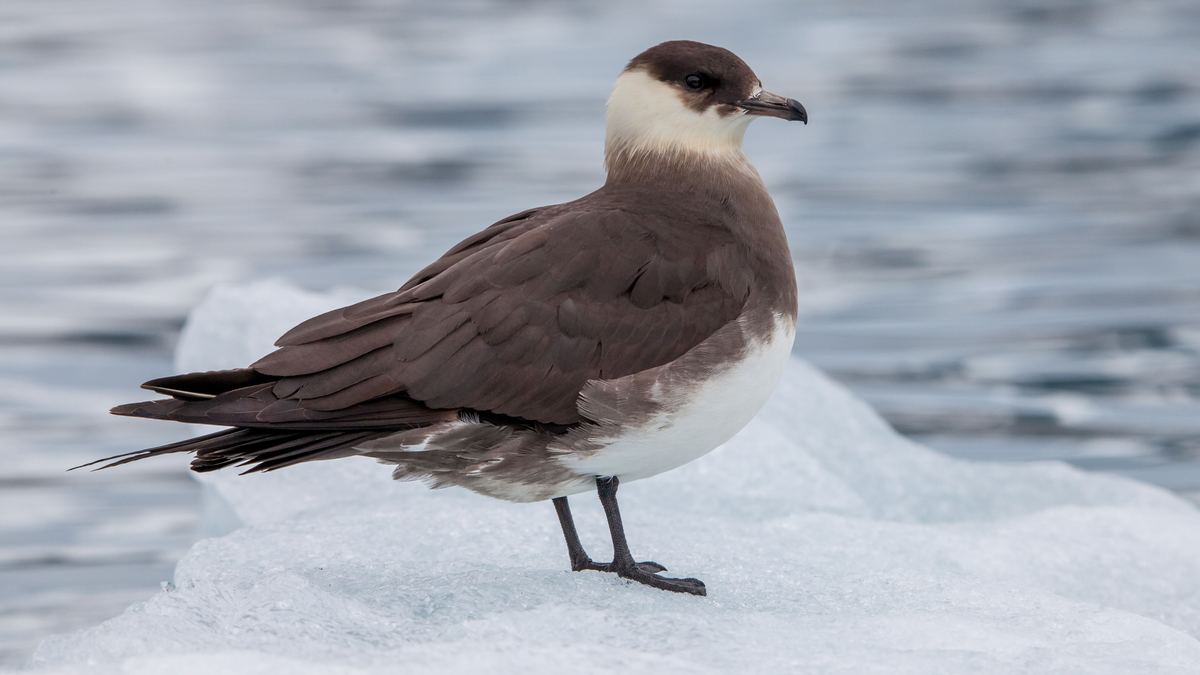 A brown seabird with a pale cream neck and white belly stands on a block of white ice above grey water.