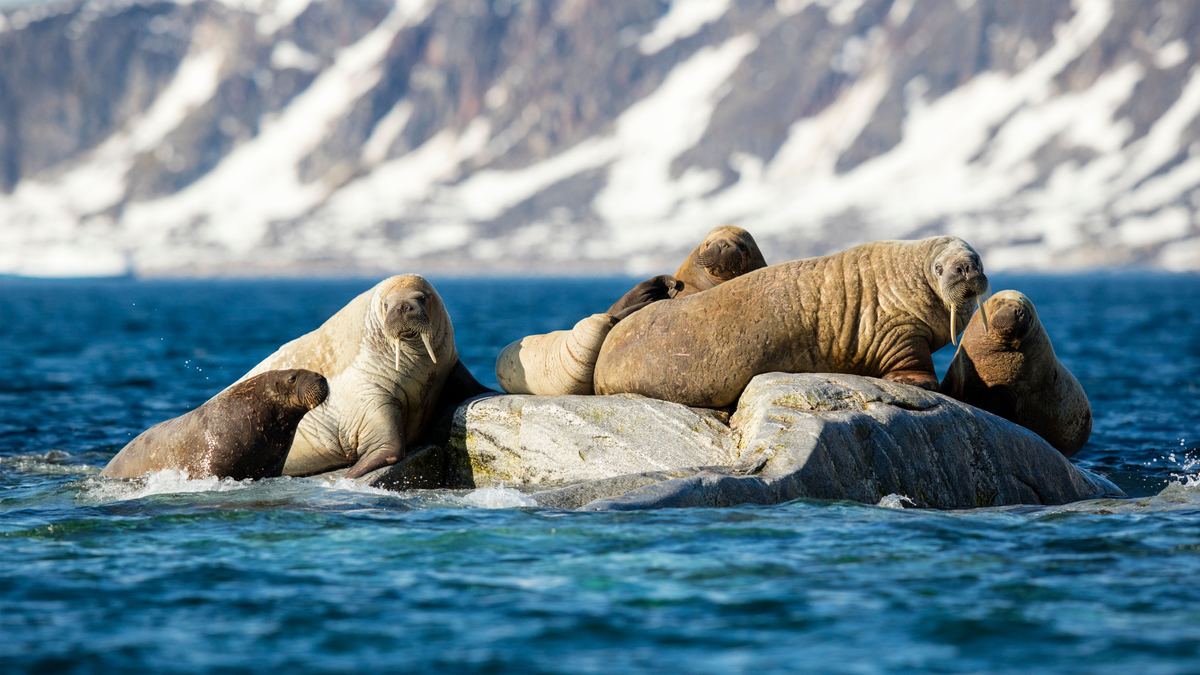 A group of walruses lies huddled together on a rock surrounded by blue water, with a snow-dusted rocky mountainside behind them.